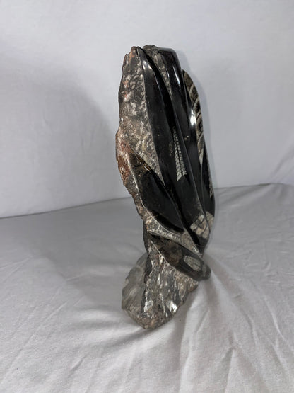 Self Standing Polished Fossilized Orthoceras Specimen (Large F)