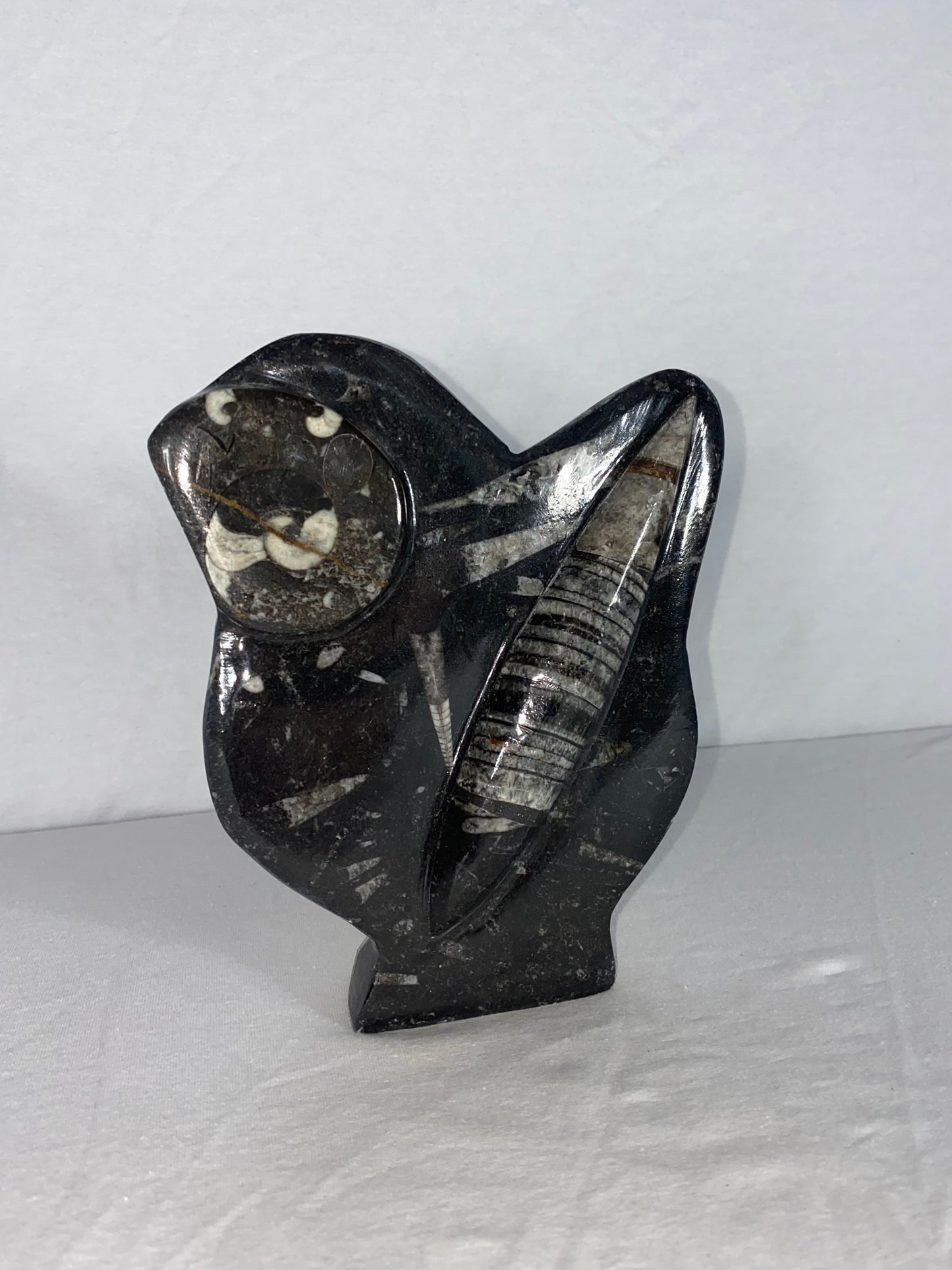 Self Standing Polished Fossilized Orthoceras & Shell Specimen (F)