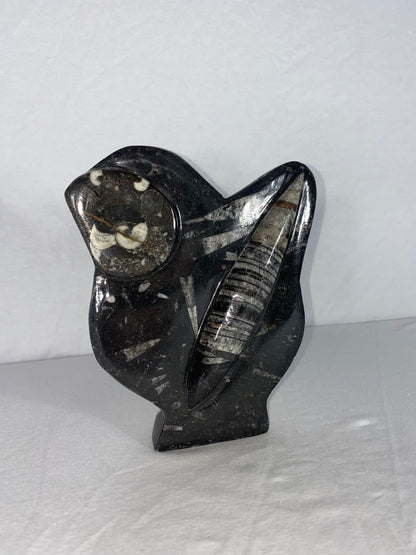Self Standing Polished Fossilized Orthoceras & Shell Specimen (F)