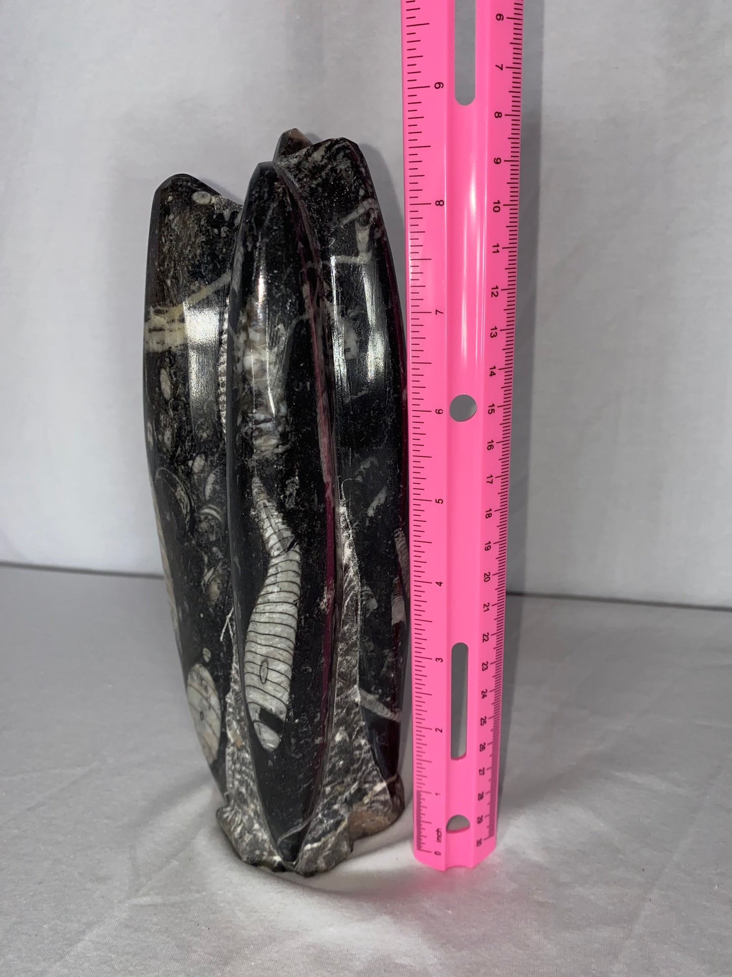 Self Standing Polished Fossilized Orthoceras Specimen (Medium H)
