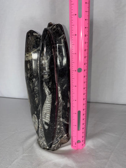 Self Standing Polished Fossilized Orthoceras Specimen (Medium H)