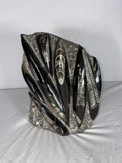 Self Standing Polished Fossilized Orthoceras Specimen (Large F)