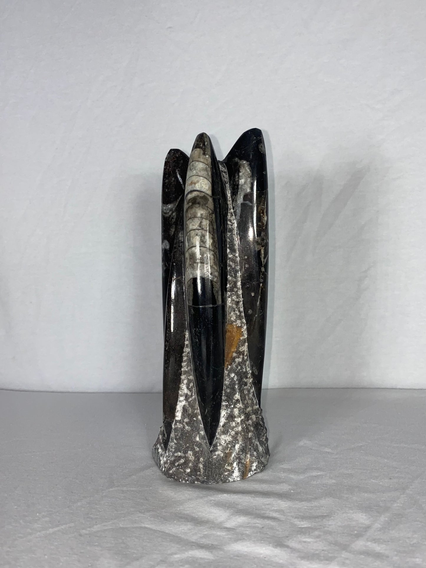 Self Standing Polished Fossilized Orthoceras Specimen (Medium D)