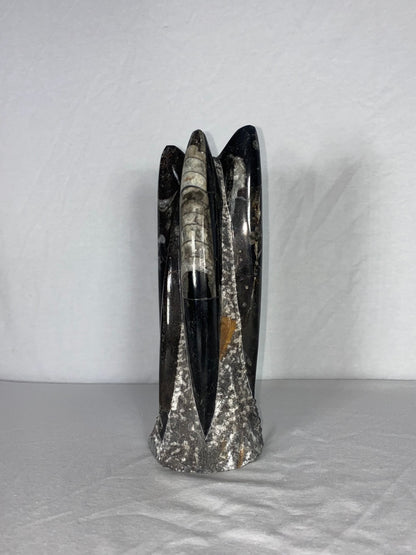 Self Standing Polished Fossilized Orthoceras Specimen (Medium D)