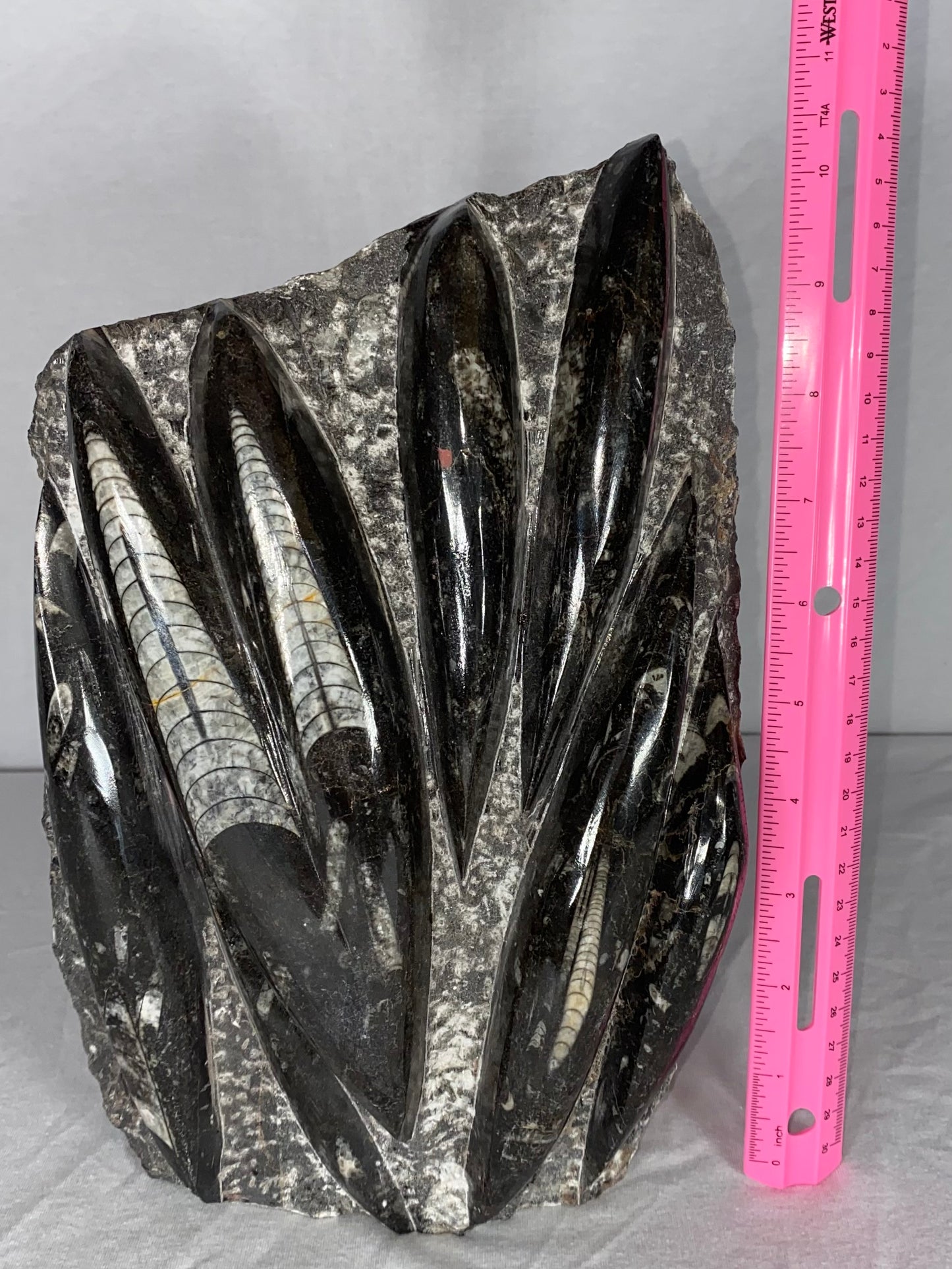 Self Standing Polished Fossilized Orthoceras Specimen (Large B)