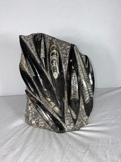Self Standing Polished Fossilized Orthoceras Specimen (Large F)
