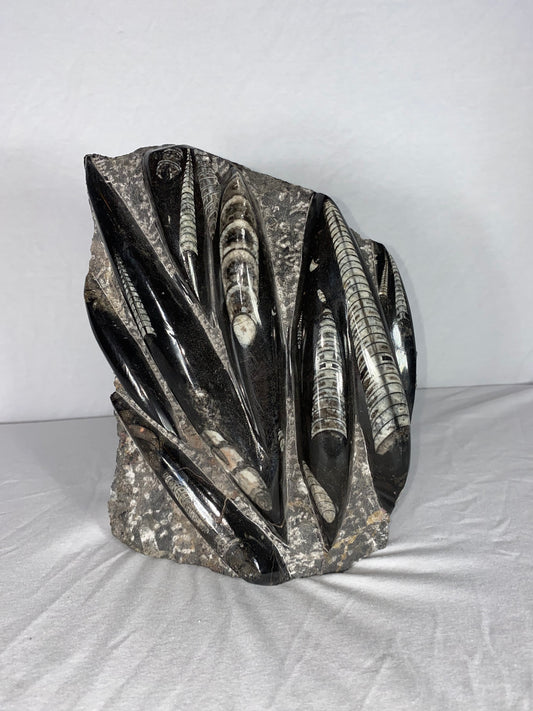 Self Standing Polished Fossilized Orthoceras Specimen (Large F)
