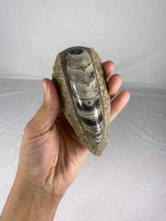 Polished Fossilized Orthoceras Specimen (Large B)