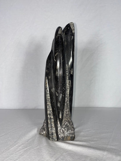 Self Standing Polished Fossilized Orthoceras Specimen (Medium C)