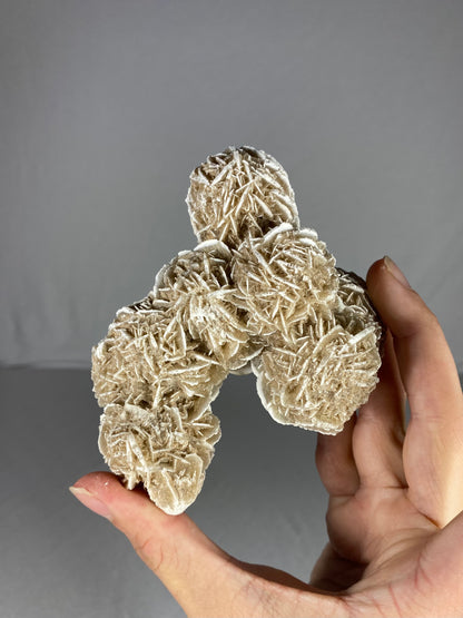 Mexican Desert Rose Specimen (I)