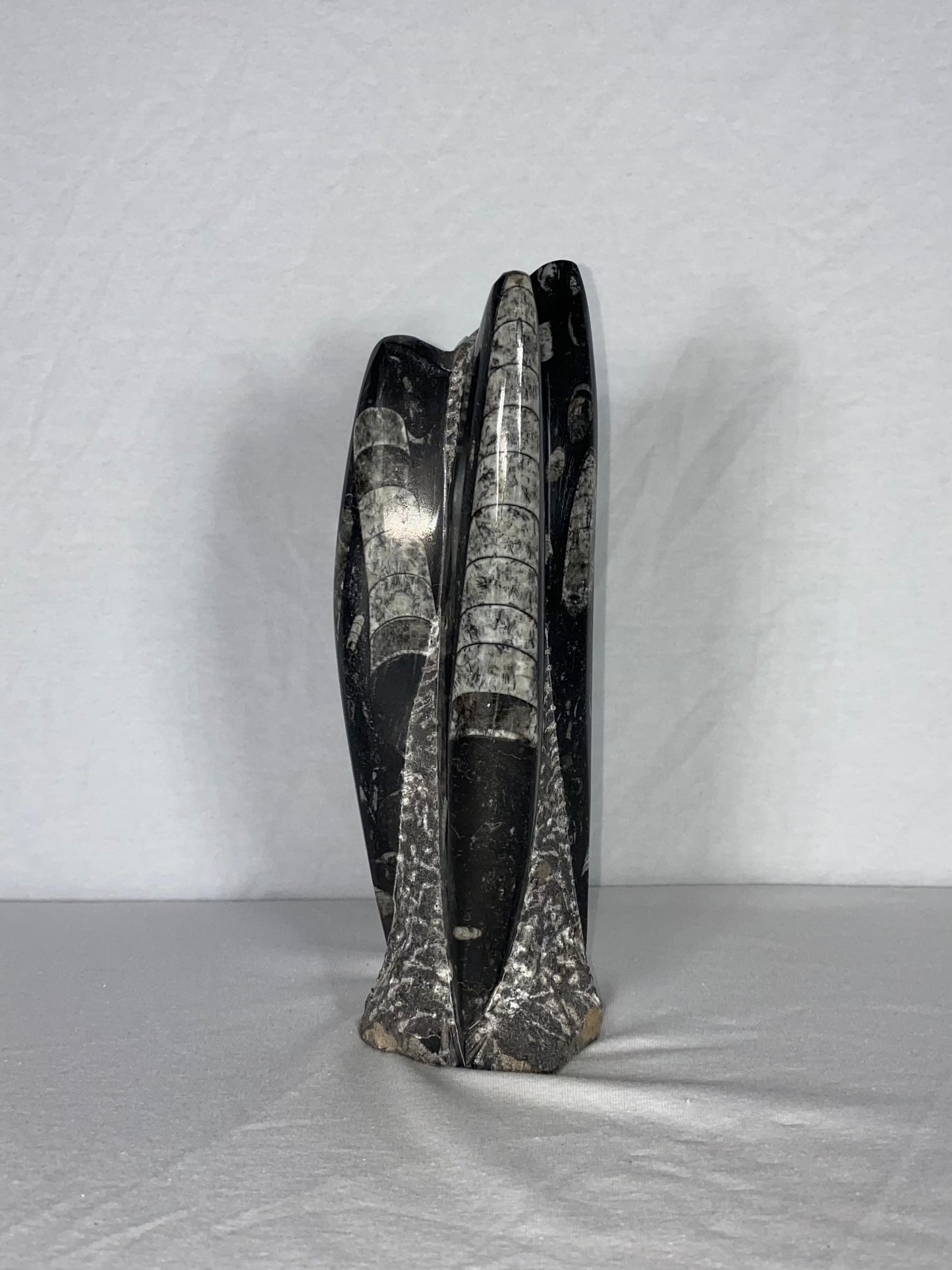 Self Standing Polished Fossilized Orthoceras Specimen (Medium L)