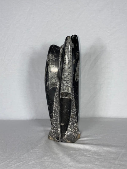 Self Standing Polished Fossilized Orthoceras Specimen (Medium L)