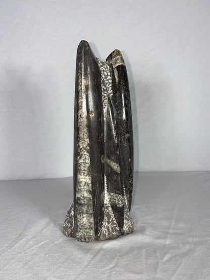 Self Standing Polished Fossilized Orthoceras Specimen (Medium B)