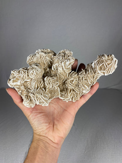 Mexican Desert Rose Specimen (A)