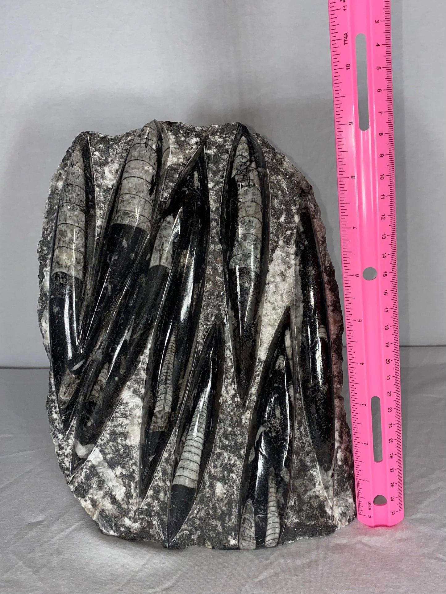 Self Standing Polished Fossilized Orthoceras Specimen (Large A)