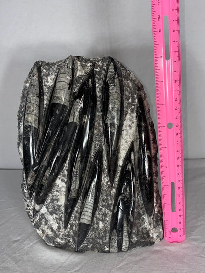 Self Standing Polished Fossilized Orthoceras Specimen (Large A)