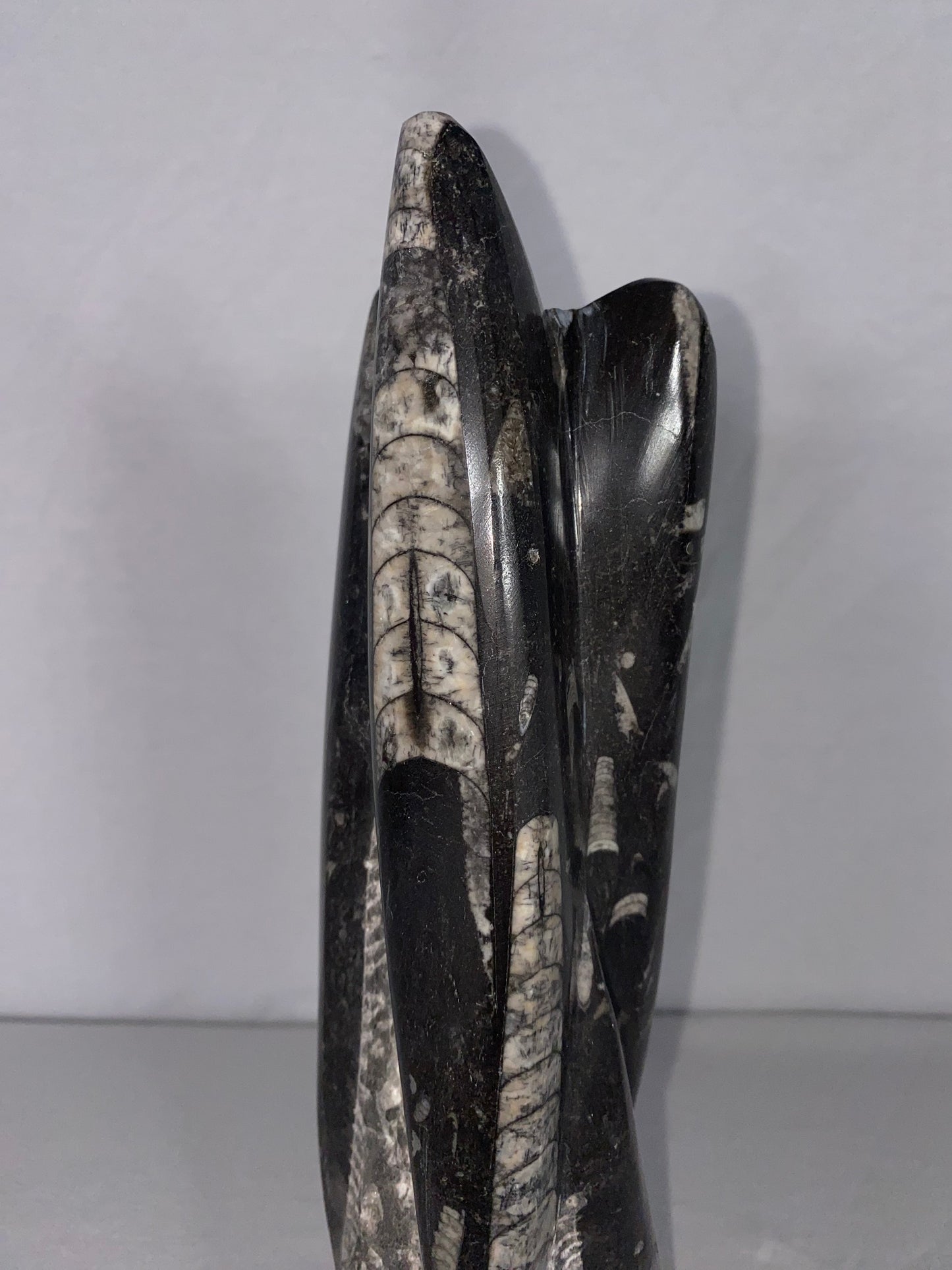 Self Standing Polished Fossilized Orthoceras Specimen (Medium C)