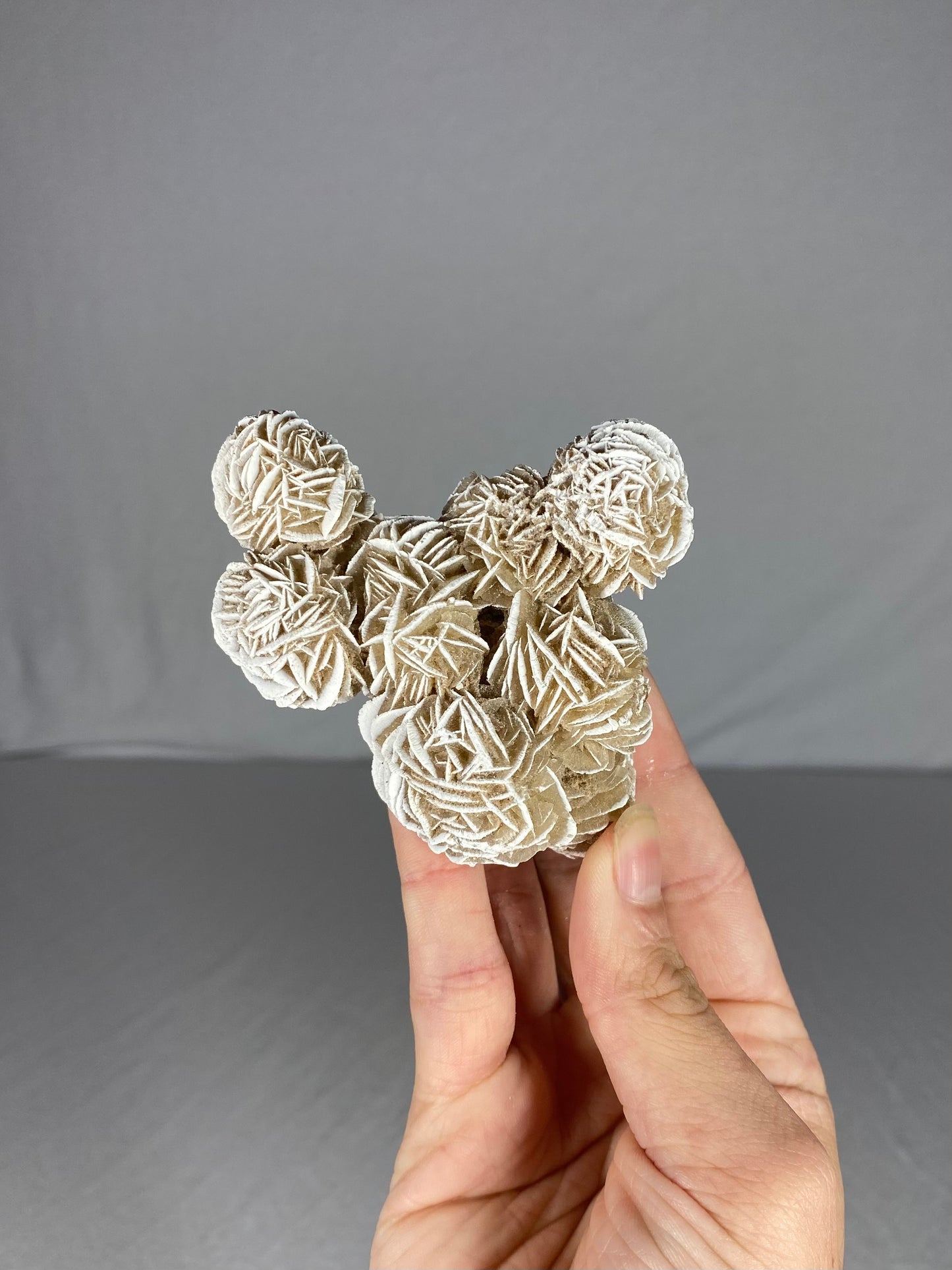 Mexican Desert Rose Specimen (G)