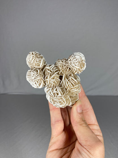 Mexican Desert Rose Specimen (G)