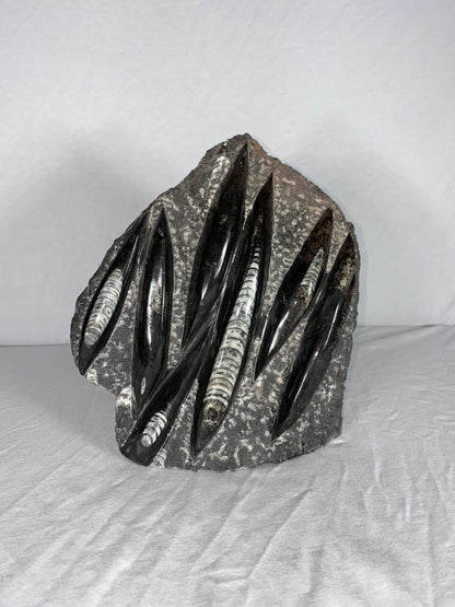 Self Standing Polished Fossilized Orthoceras Specimen (Large C)