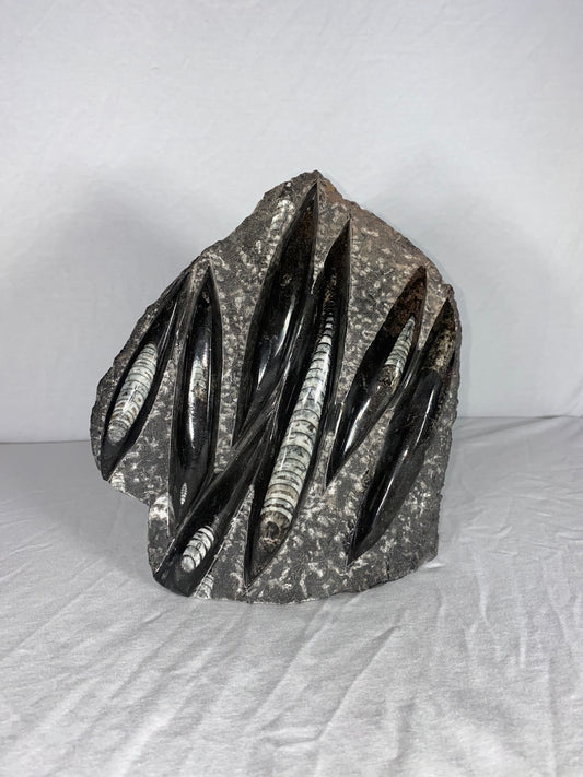 Self Standing Polished Fossilized Orthoceras Specimen (Large C)