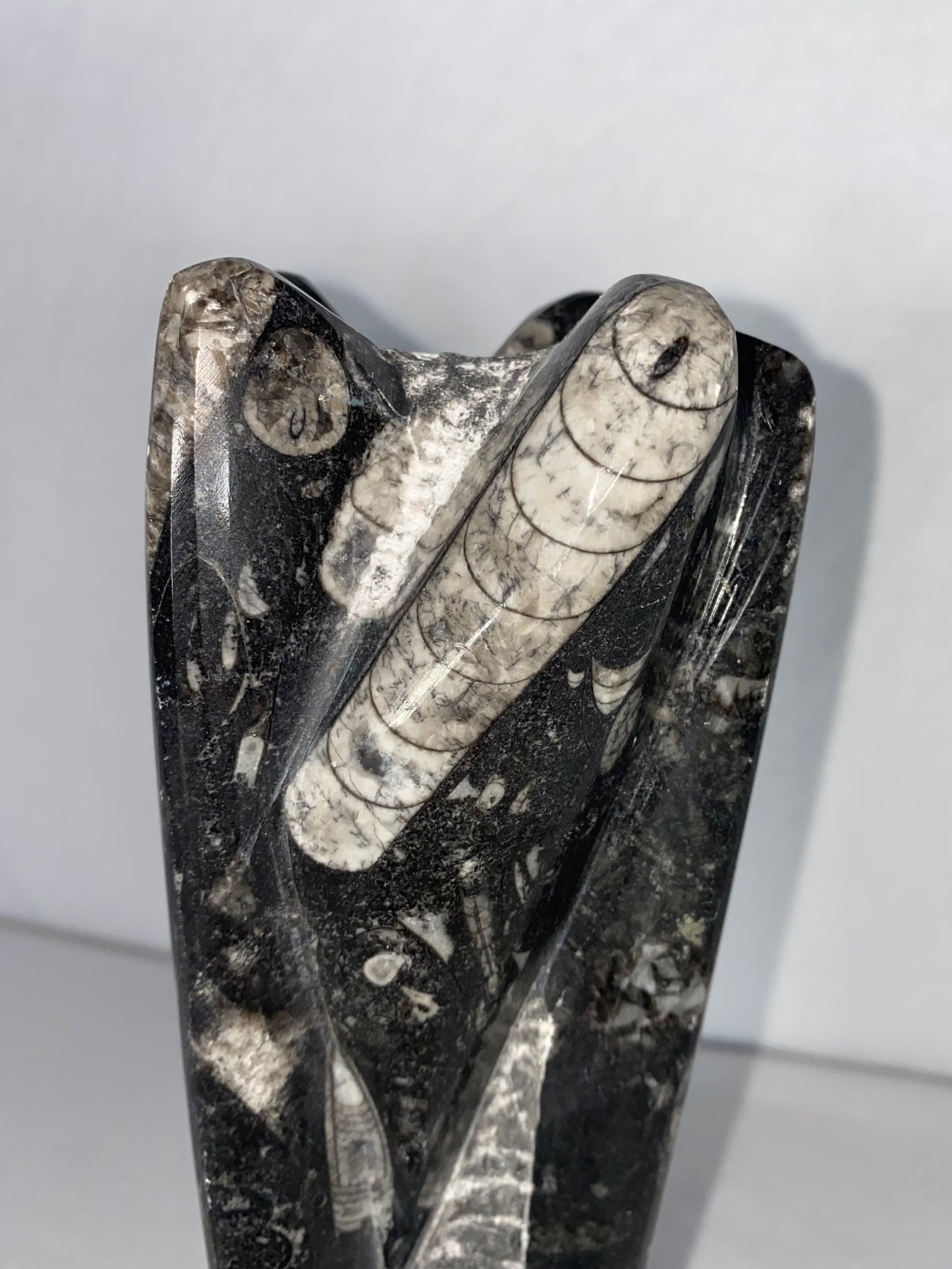 Self Standing Polished Fossilized Orthoceras Specimen (Medium I)