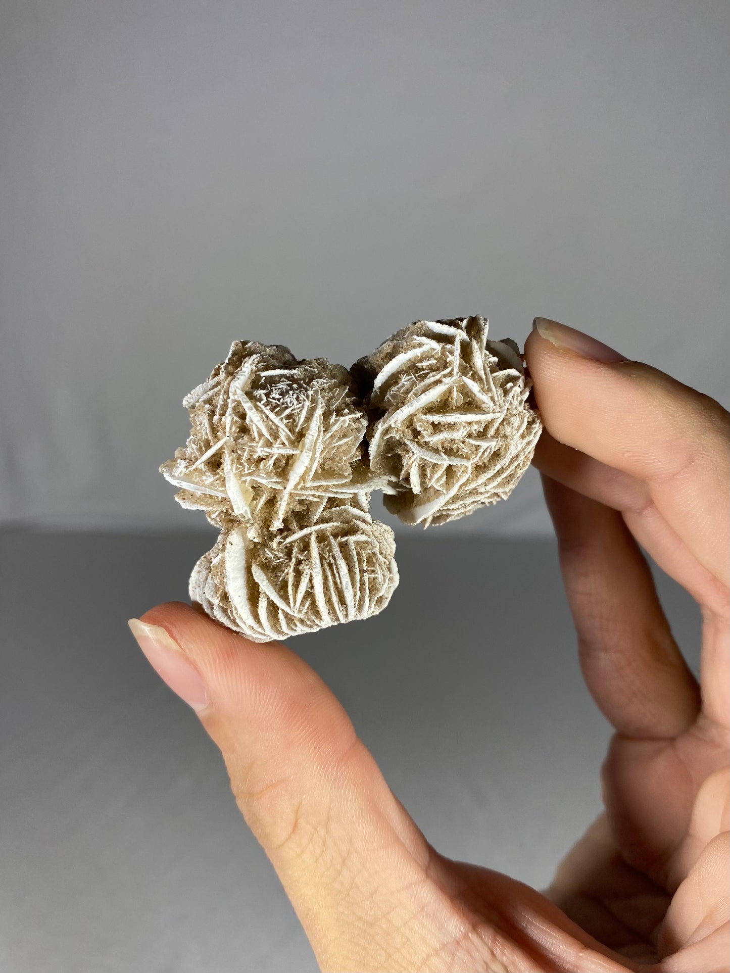 Mexican Desert Rose Specimen (L)