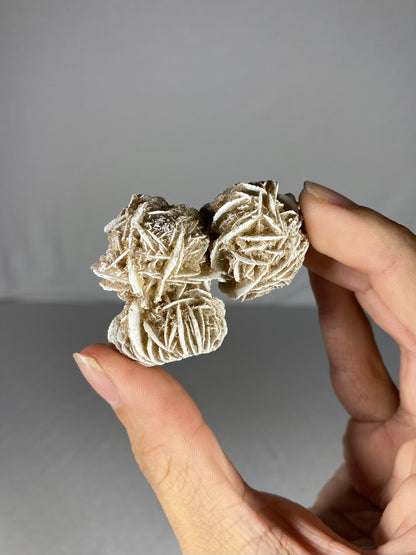 Mexican Desert Rose Specimen (L)