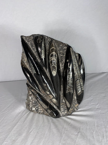 Self Standing Polished Fossilized Orthoceras Specimen (Large F)