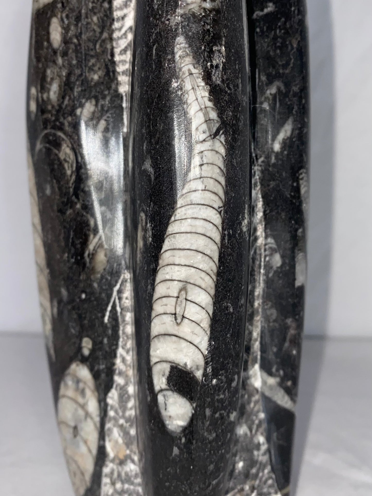 Self Standing Polished Fossilized Orthoceras Specimen (Medium H)