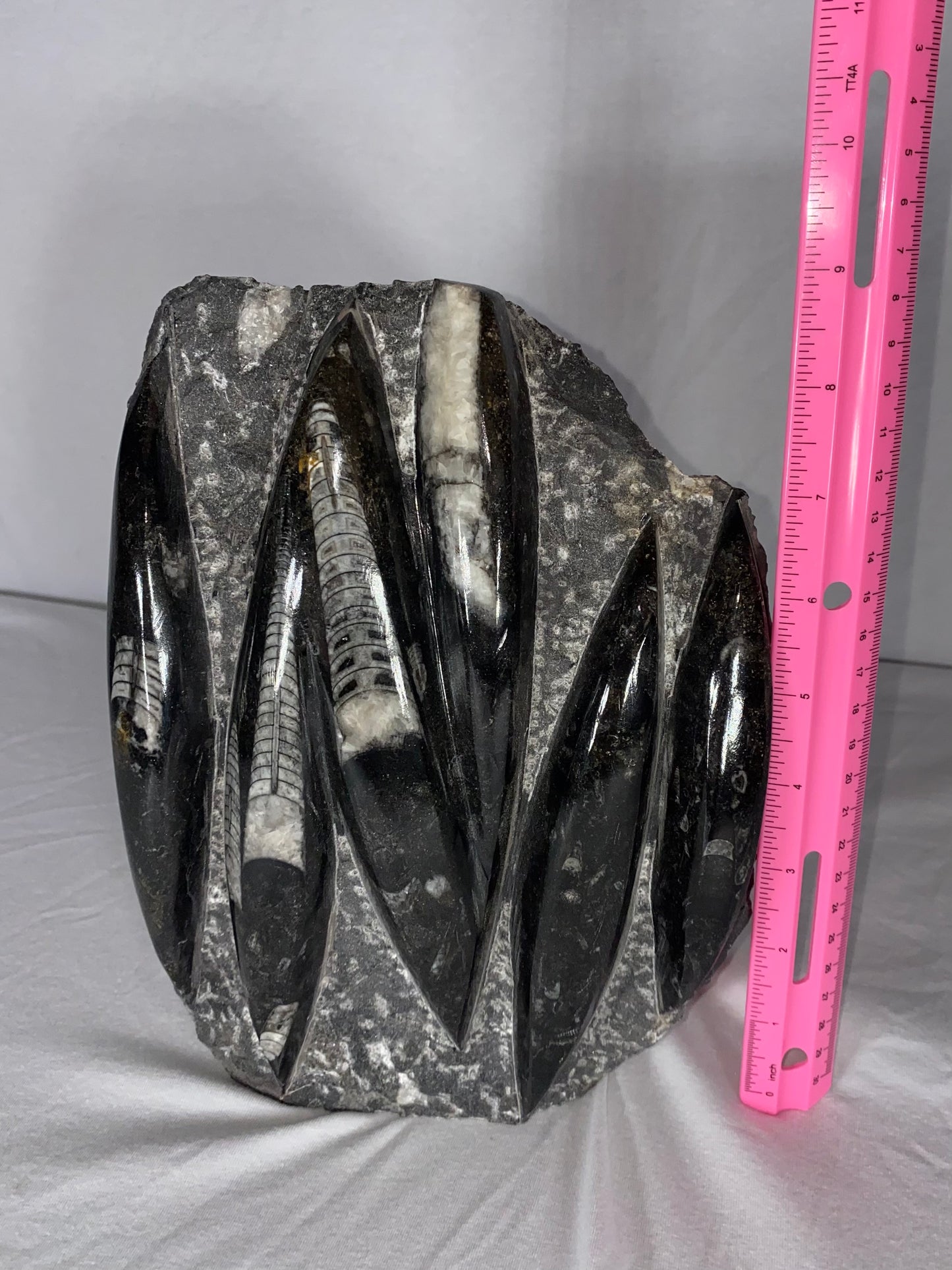 Self Standing Polished Fossilized Orthoceras Specimen (Large D)