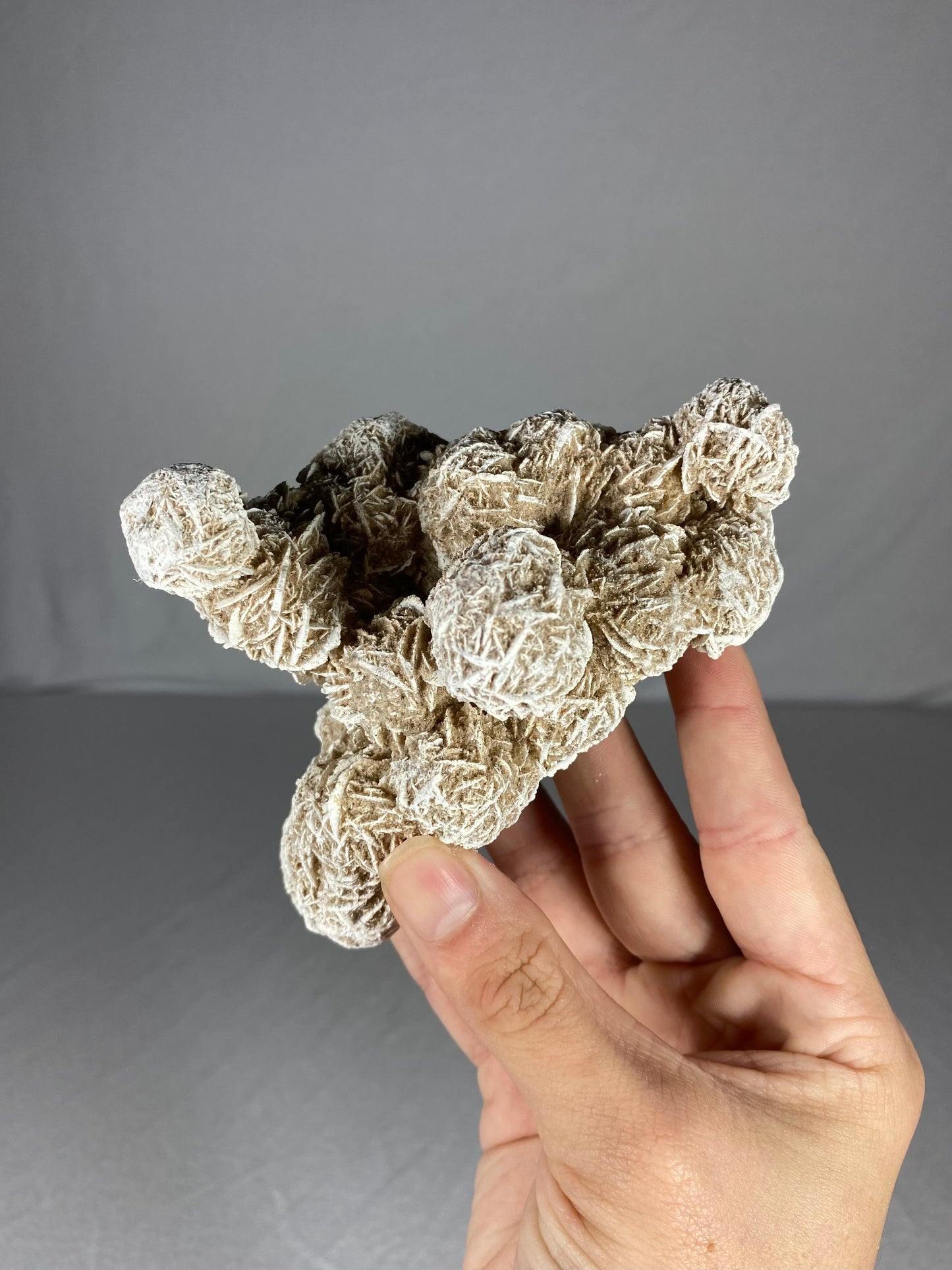 Mexican Desert Rose Specimen (K)
