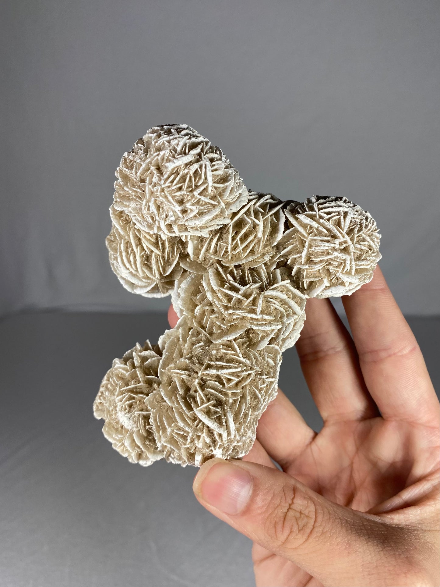 Mexican Desert Rose Specimen (I)