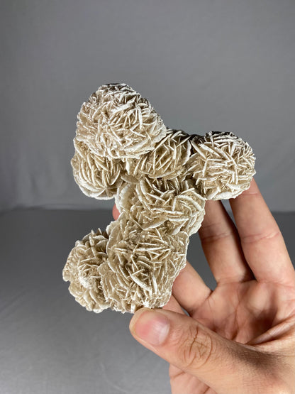 Mexican Desert Rose Specimen (I)