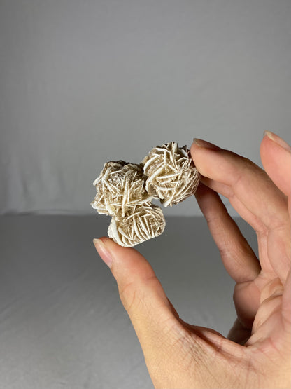 Mexican Desert Rose Specimen (L)