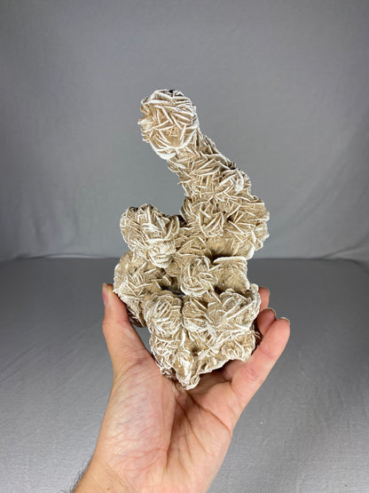 Mexican Desert Rose Specimen (A)