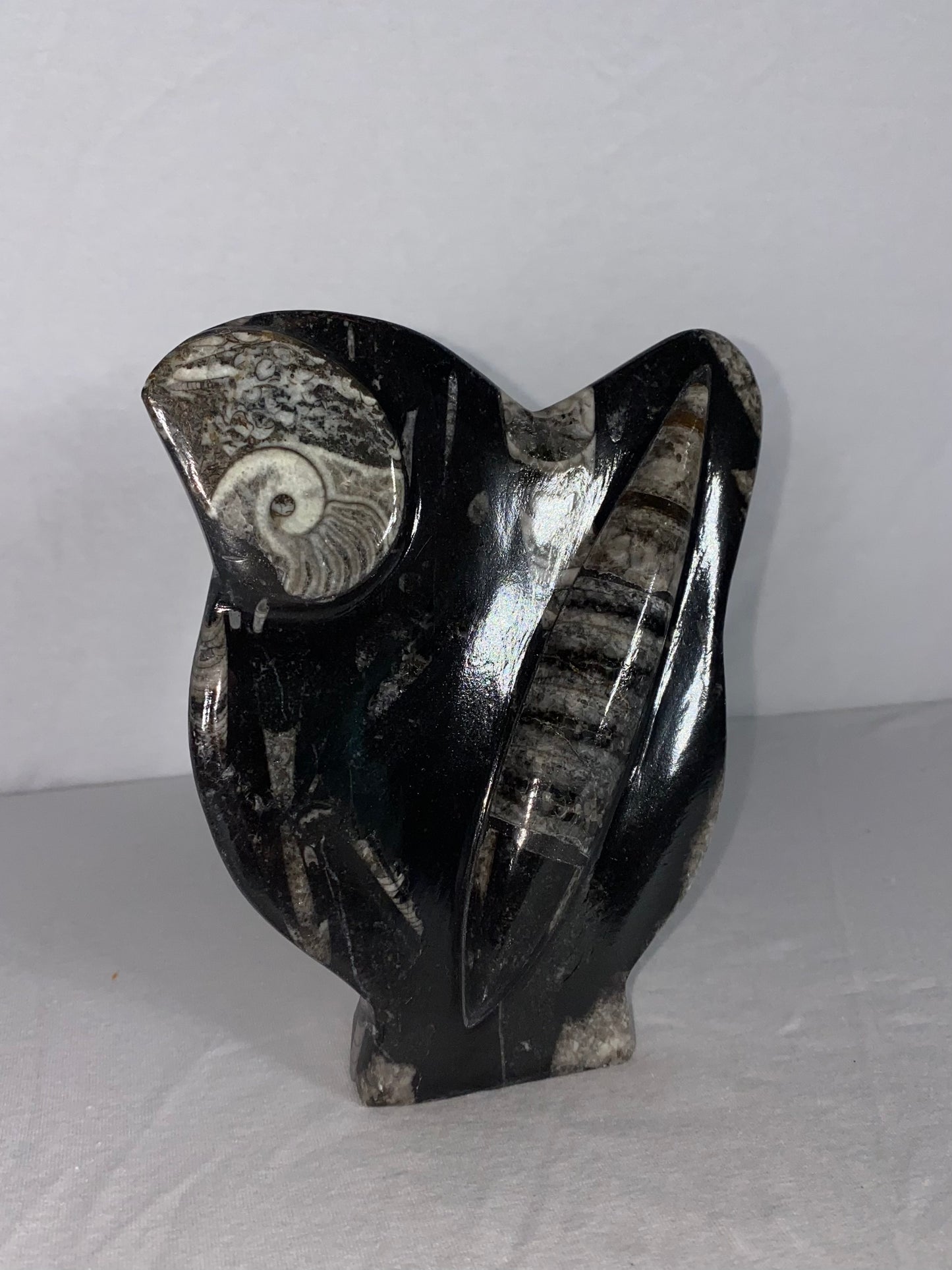 Self Standing Polished Fossilized Orthoceras & Shell Specimen (R)