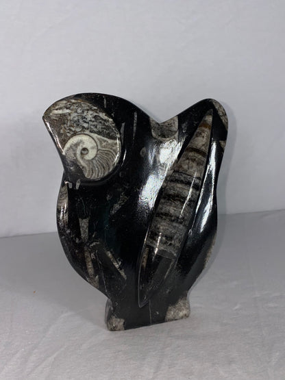 Self Standing Polished Fossilized Orthoceras & Shell Specimen (R)
