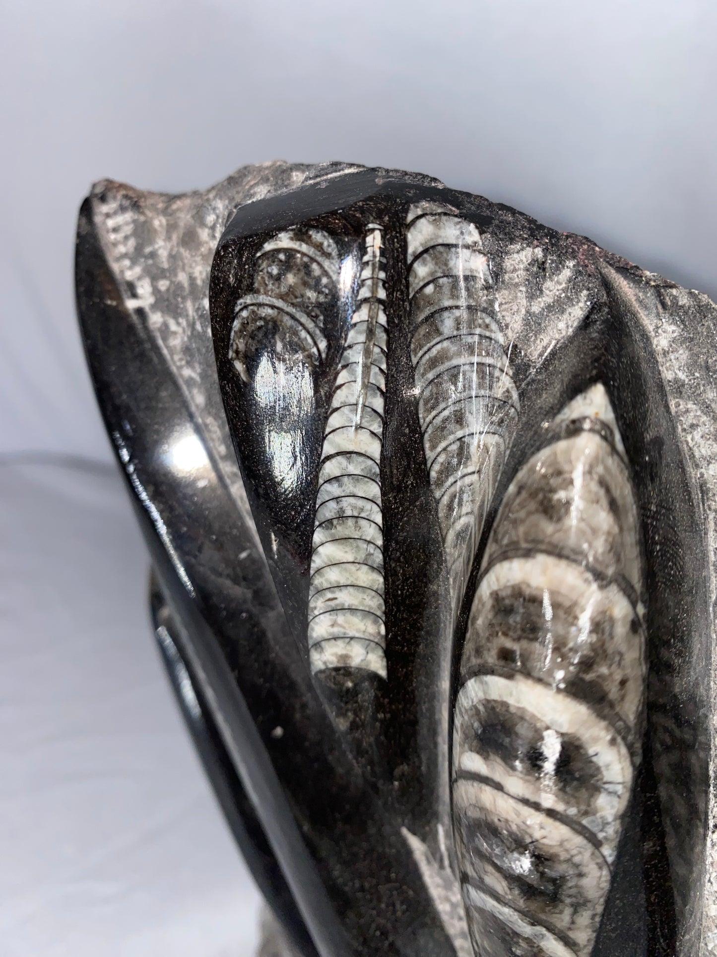 Self Standing Polished Fossilized Orthoceras Specimen (Large F)