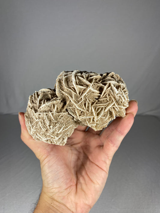 Mexican Desert Rose Specimen (D)