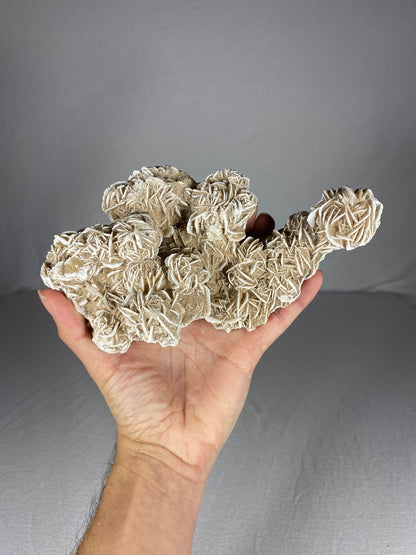 Mexican Desert Rose Specimen (A)