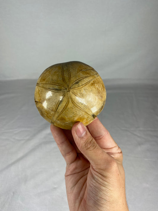 Polished Fossilized Sand Dollar Specimen (E)