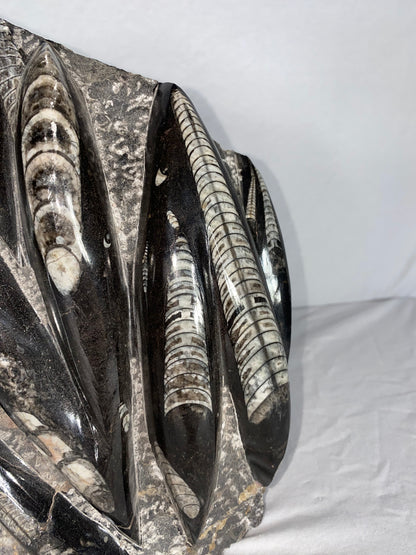 Self Standing Polished Fossilized Orthoceras Specimen (Large F)