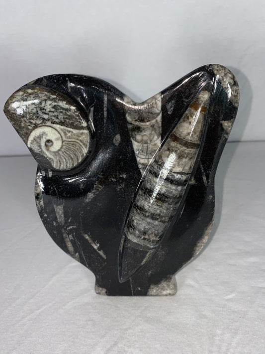 Self Standing Polished Fossilized Orthoceras & Shell Specimen (R)