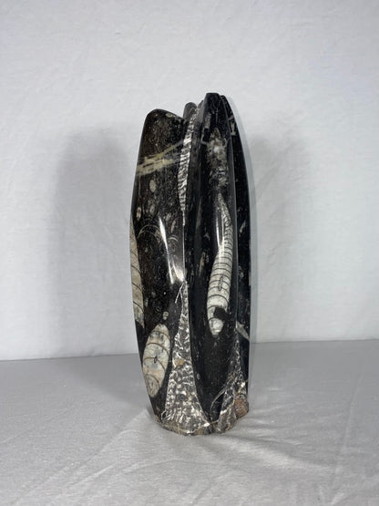 Self Standing Polished Fossilized Orthoceras Specimen (Medium H)