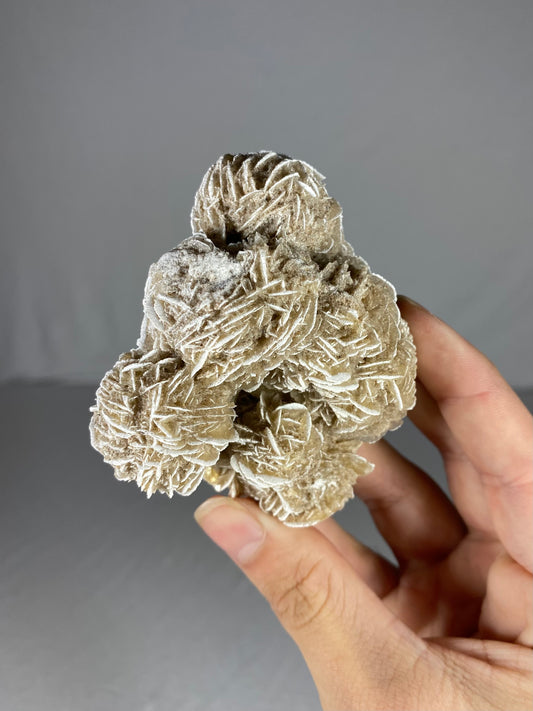 Mexican Desert Rose Specimen (M)