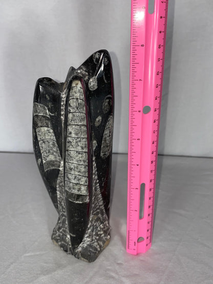 Self Standing Polished Fossilized Orthoceras Specimen (Medium L)