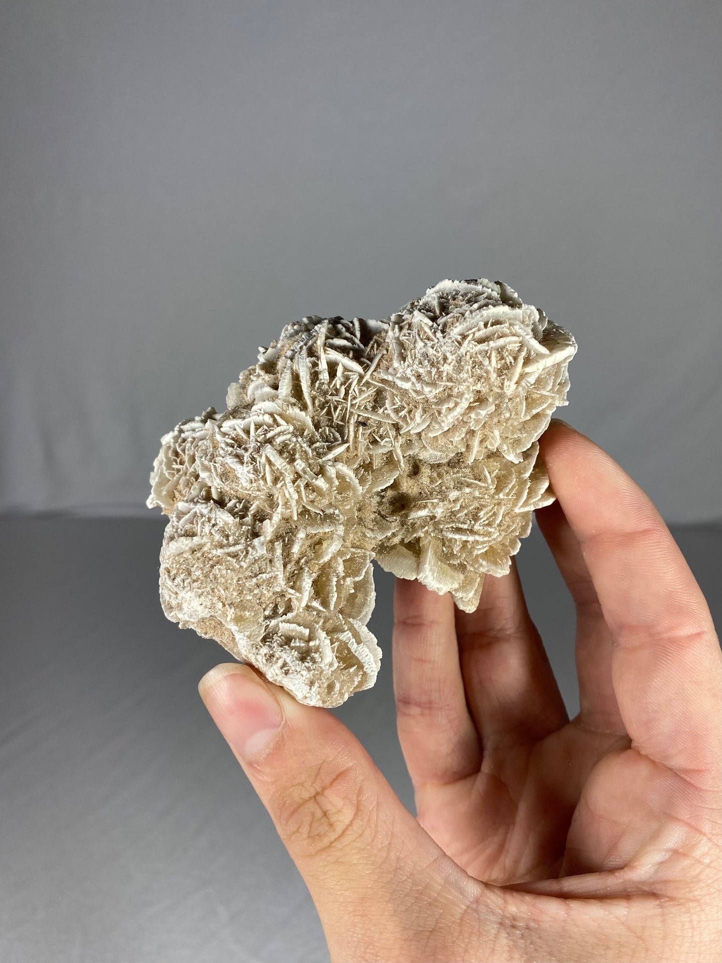 Mexican Desert Rose Specimen (F)