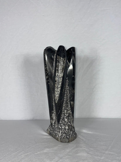 Self Standing Polished Fossilized Orthoceras Specimen (Medium I)