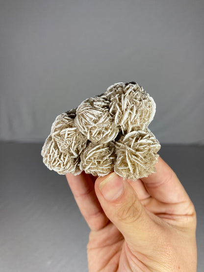 Mexican Desert Rose Specimen (N)